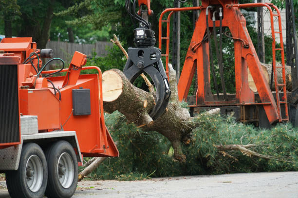 Tree Branch Trimming in Maplewood, MN